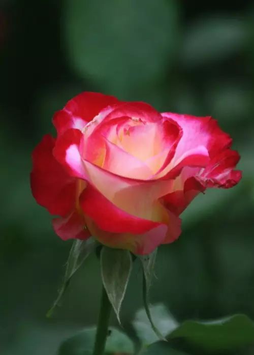 中国十大名花惊艳千年,中国十大名花美极了