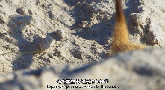 bbc纪录片最值得看的,bbc神级纪录片豆瓣评分超9