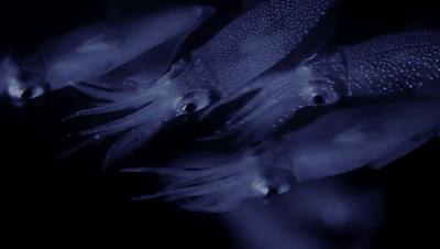 夜半*拍偷**下,成就今年第一部神级纪录片:黑暗下的生命,超乎想象