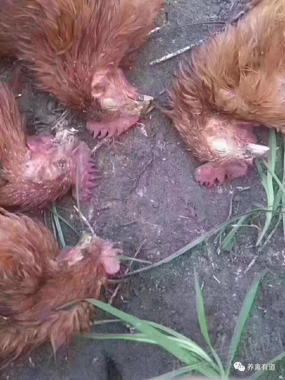 养禽与禽病防治药,养家禽一年四季喂什么药水防病