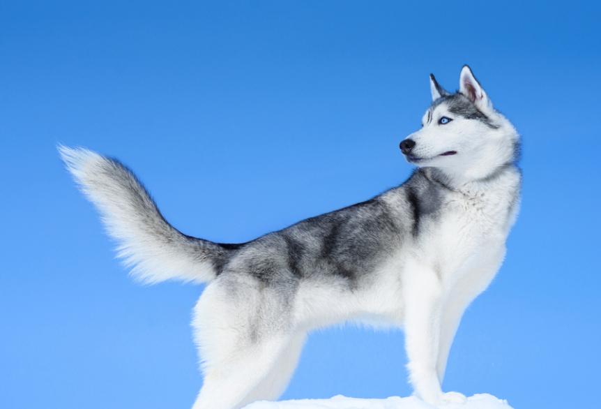 怎么区分哈士奇是纯种还是串串？ 纯种哈士奇具备4点，仔细看了