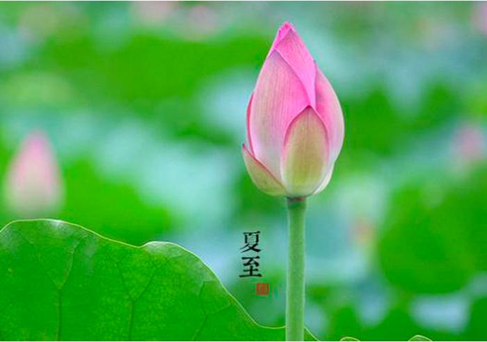 过了夏至节谚语,过夏至的俗语有多重要