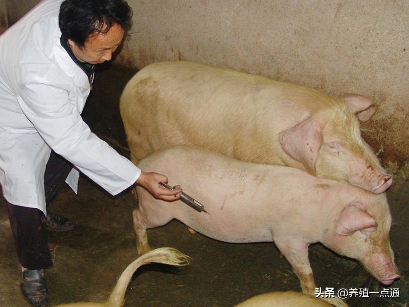 养猪大户经验分享,养猪的经验和策略