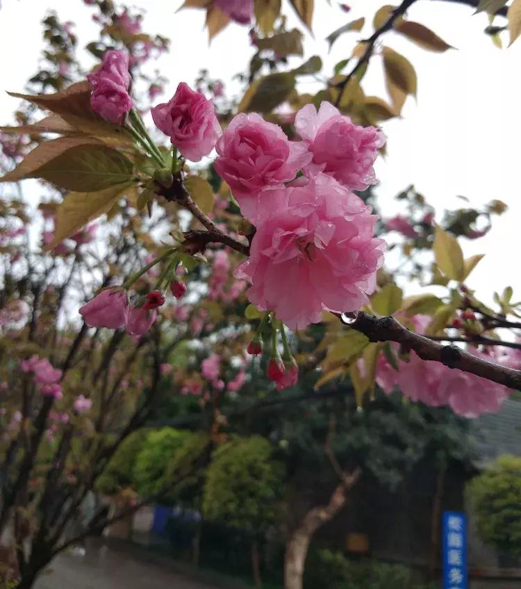 樱花雨飞儿乐队,樱花雨落