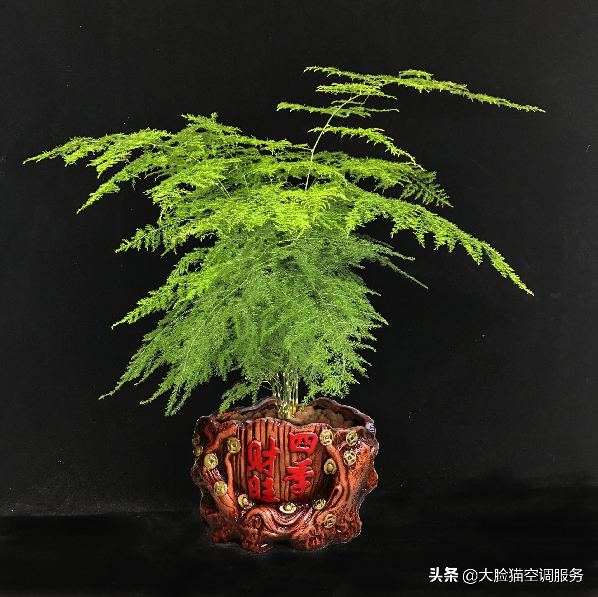 大脸猫推荐理由,大脸猫保健品