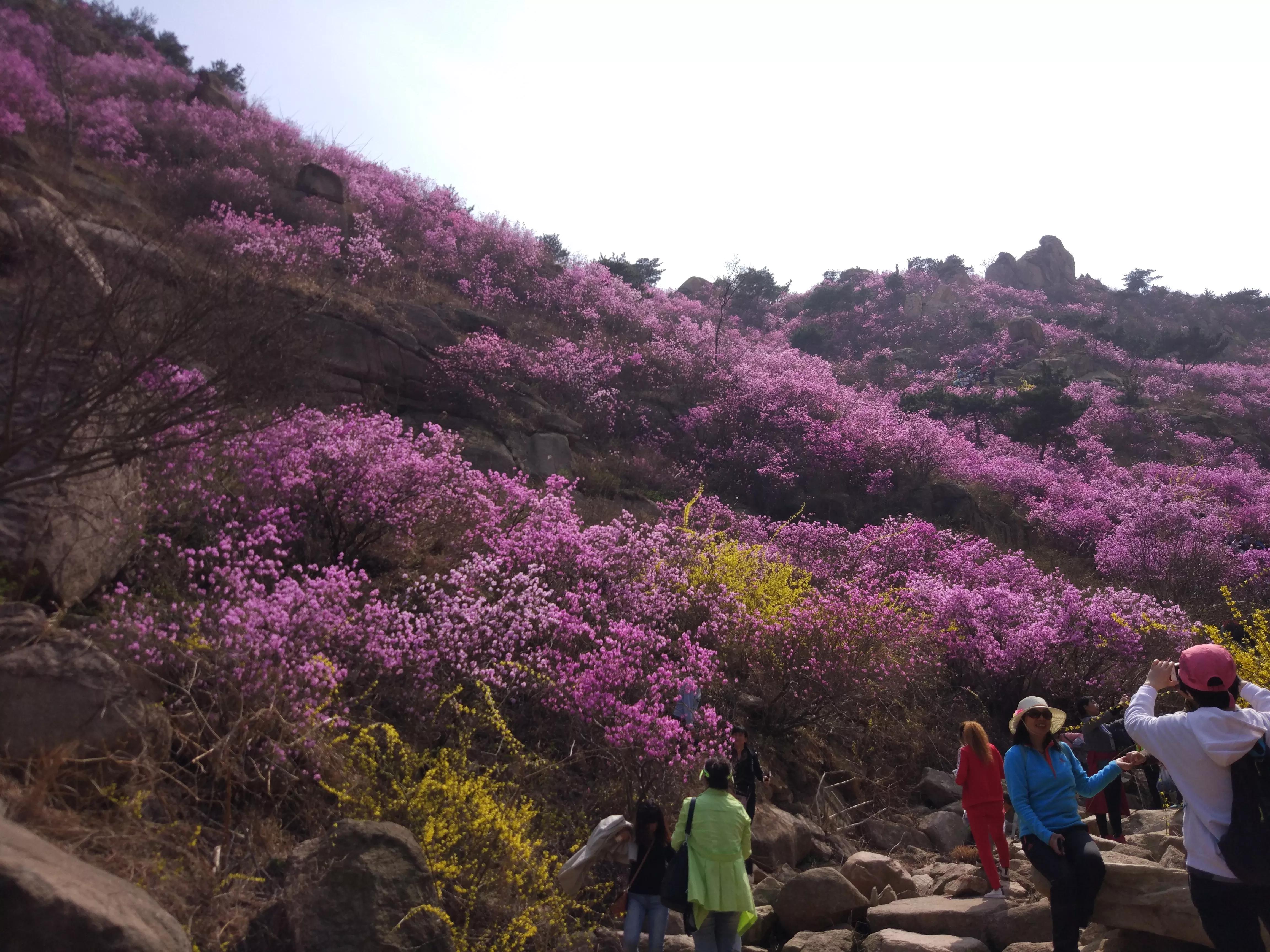 黄岛印象和新楼盘多少钱,黄岛乡村印象