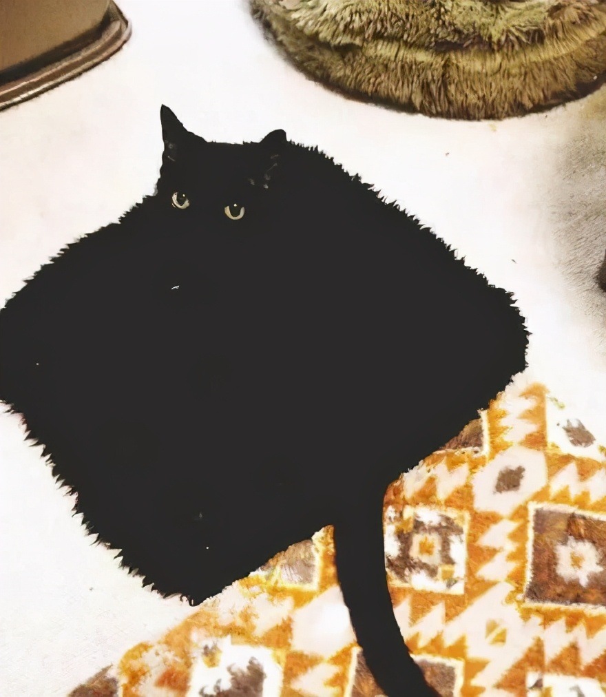 谁说黑猫不能带来好运,为什么都说黑猫不吉利