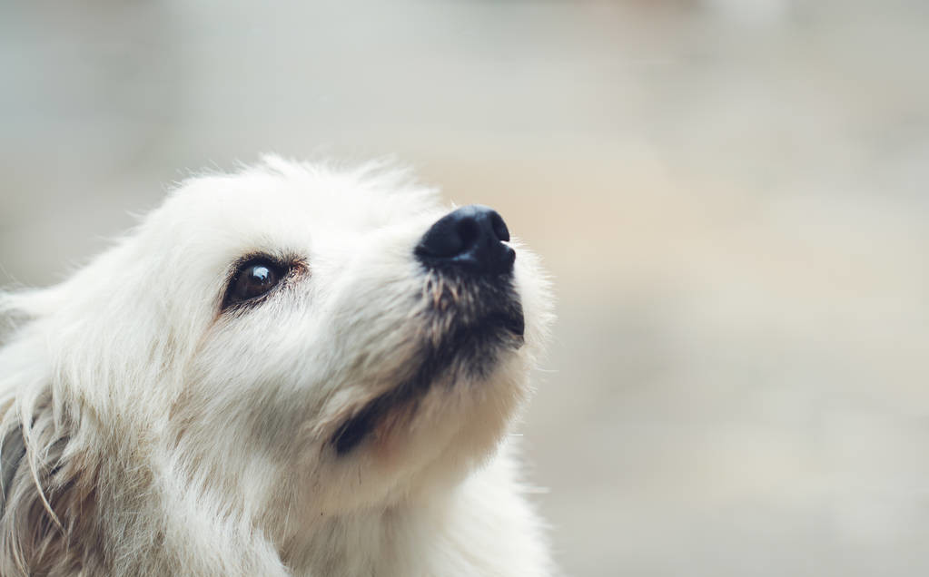 对主人最忠心的狗狗,狗狗喜欢什么样的陌生人