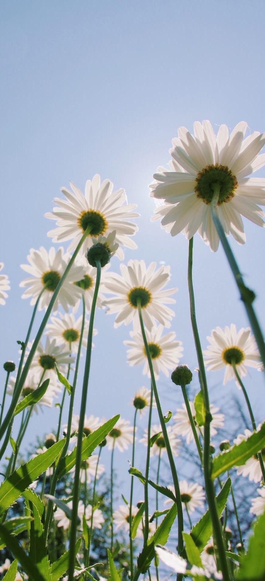 3d壁纸卡通风景壁纸,高清风景壁纸手机壁纸