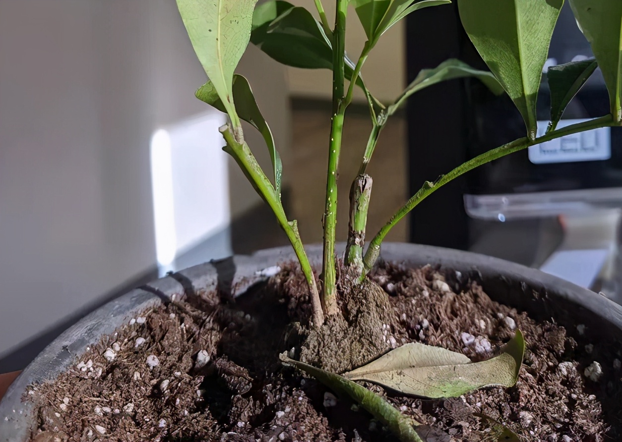 米兰花的上盆及养护,米兰上盆