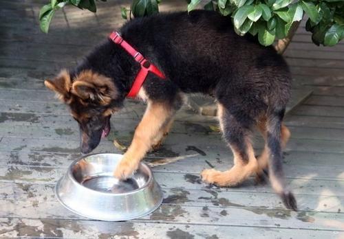 德国牧羊犬十大可怕之处,德国牧羊犬真的可怕吗知乎