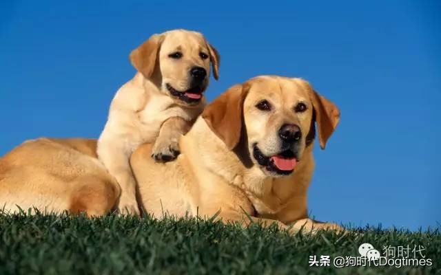 狗狗绝育第一天护理,狗狗绝育的方法和步骤