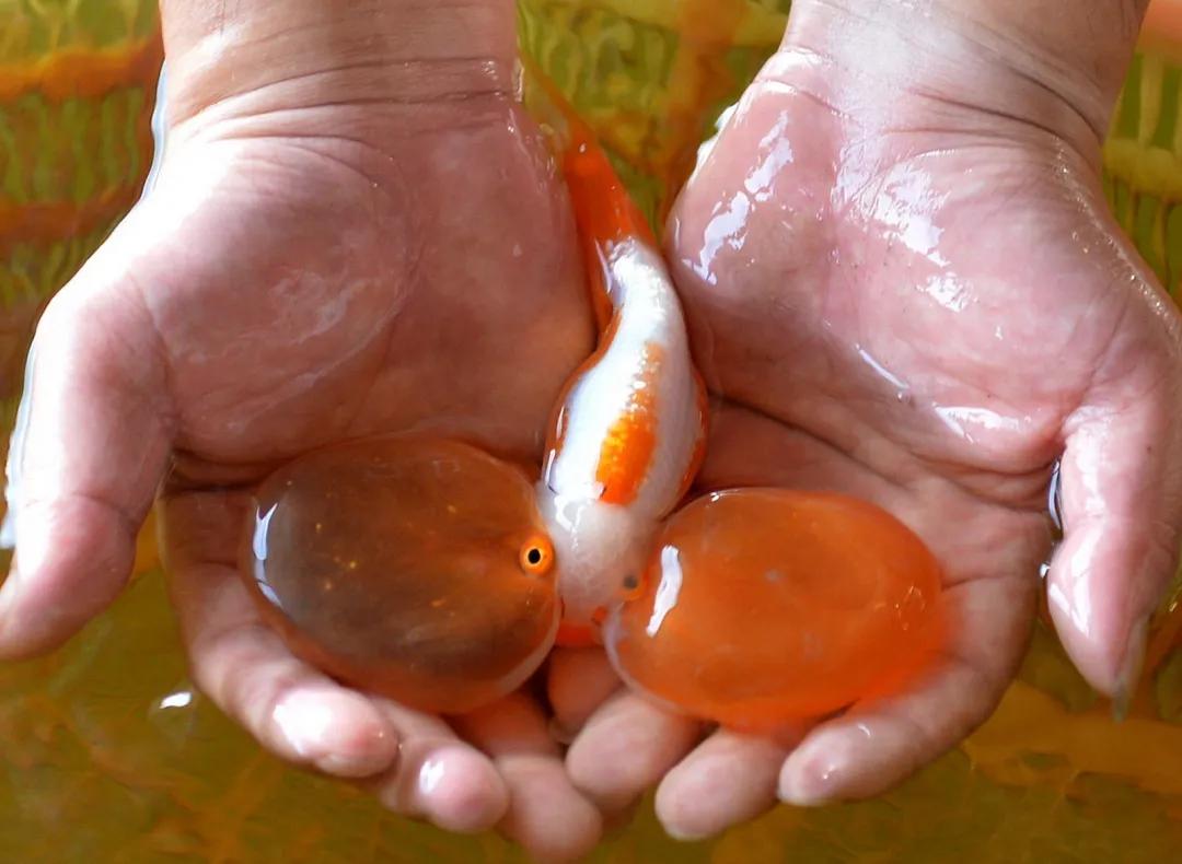 闽侯闽越古镇旅游攻略,世遗游玩