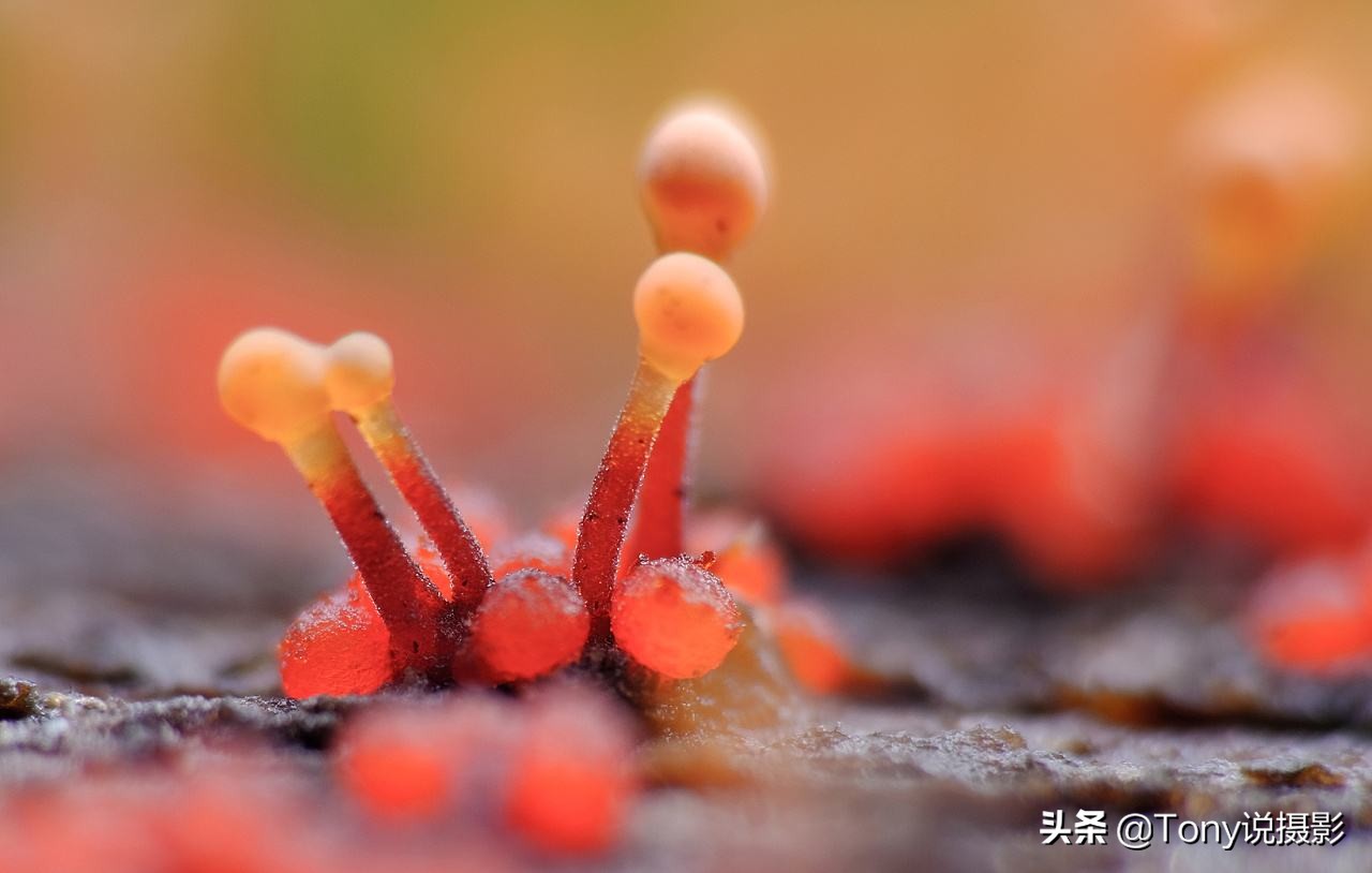 iphone12微距拍摄技巧,摄影微距怎么拍