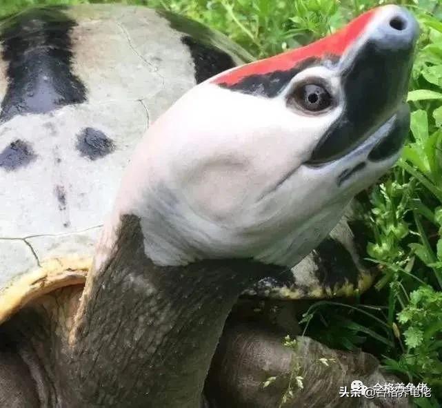 发色粮和基础粮怎么配,发色龟粮和基础粮有什么区别