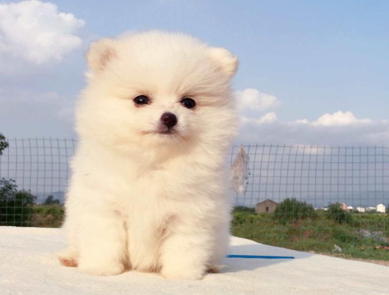 正确的博美幼犬喂养方式，只要煮好这些方面，就能让它更加健康