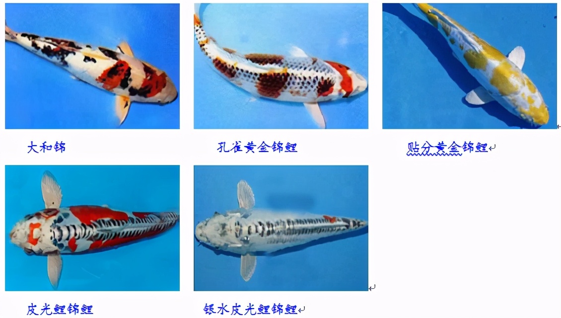 锦鲤鱼趴缸怎么解决,锦鲤鱼鳞溃烂最简单的解决办法