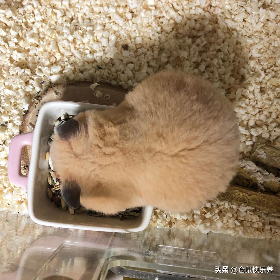 仓鼠身体胖脸瘦什么原因,仓鼠体型非常消瘦突然变胖