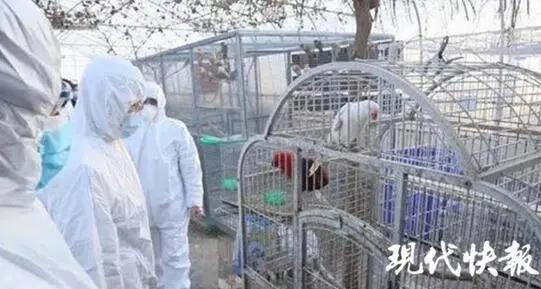 贩卖二百只百灵鸟判几年,贩卖百灵鸟立案标准