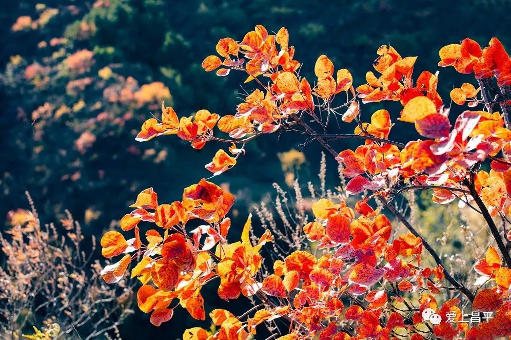 昌平区适合一日游玩踏青的地方,4月中旬昌平区最值得去的景点