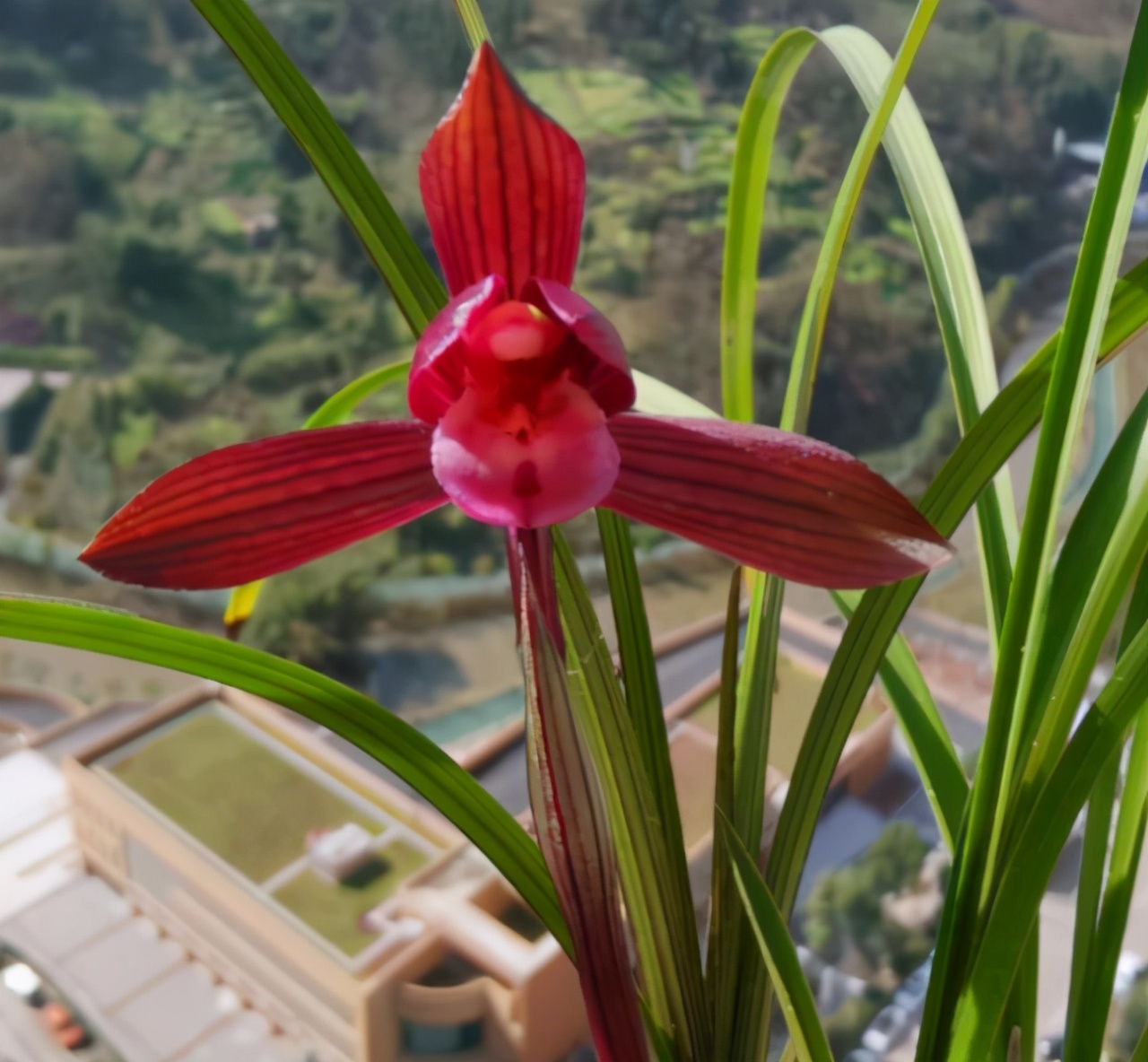 此兰曾2万一苗，被誉为“春兰之王”，是云南兰花界的骄傲