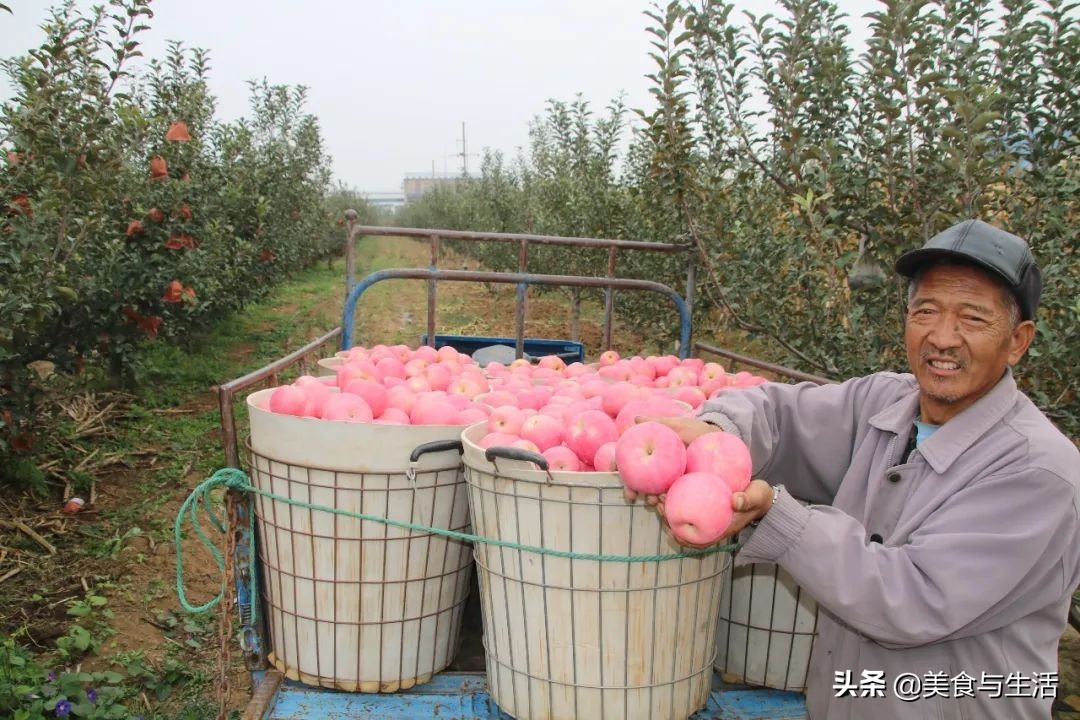 烟台红富士苹果推荐,山东烟台红富士苹果好物分享