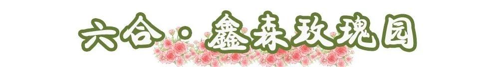 南京溧水千亩玫瑰,南京玫瑰园千亩花海迎来盛花期