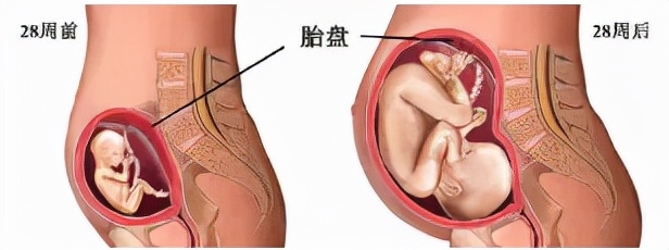 “花式”吃胎盘，不一定大补，还可能“有毒”