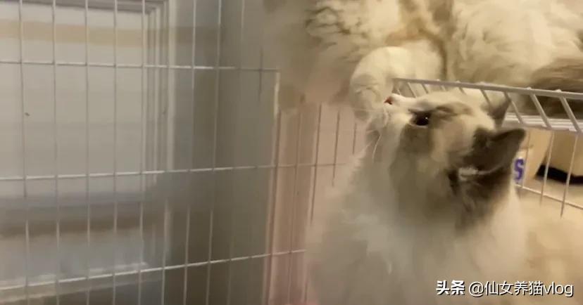 新手养猫攻略猫咪如何正确驱虫,新手养猫不生病