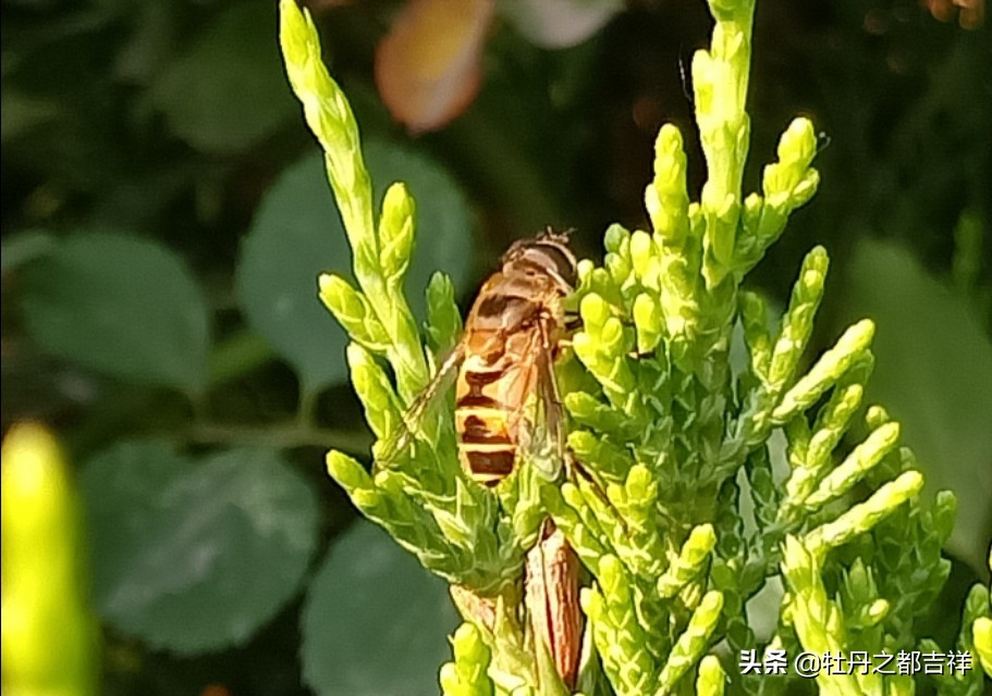 小小精灵采蜜忙,蜜蜂鲜花两相映!小手机拍出大意境