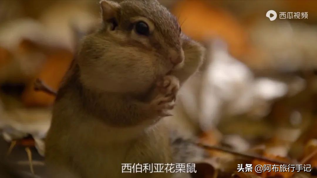 豆瓣9.1分看哭百万人,豆瓣评分9.0却很少有人看懂