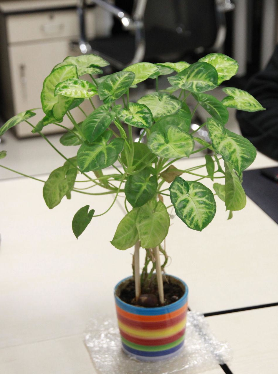 合果芋的养殖方法和注意事项,合果芋繁殖技巧后期怎么管理