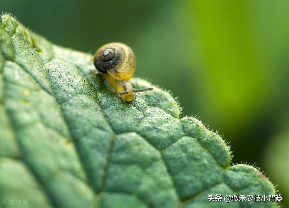 种植蔬菜蜗牛很多怎么办,蔬菜上的蜗牛用什么方法治