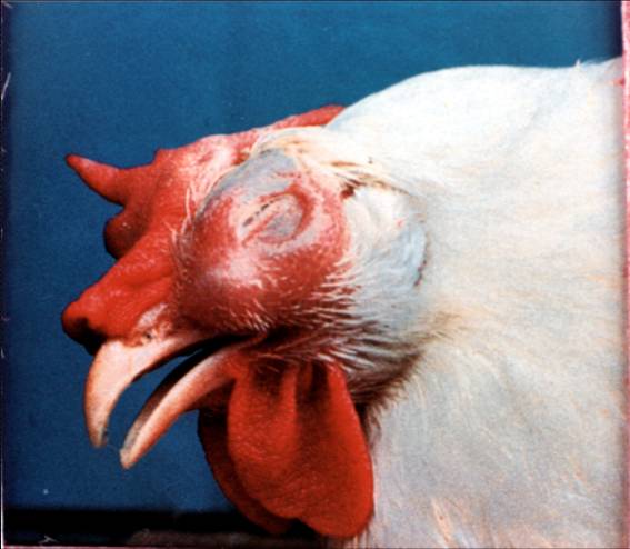 鸡传染性鼻炎的预防和治疗,鸡传染性鼻炎和感冒的区别