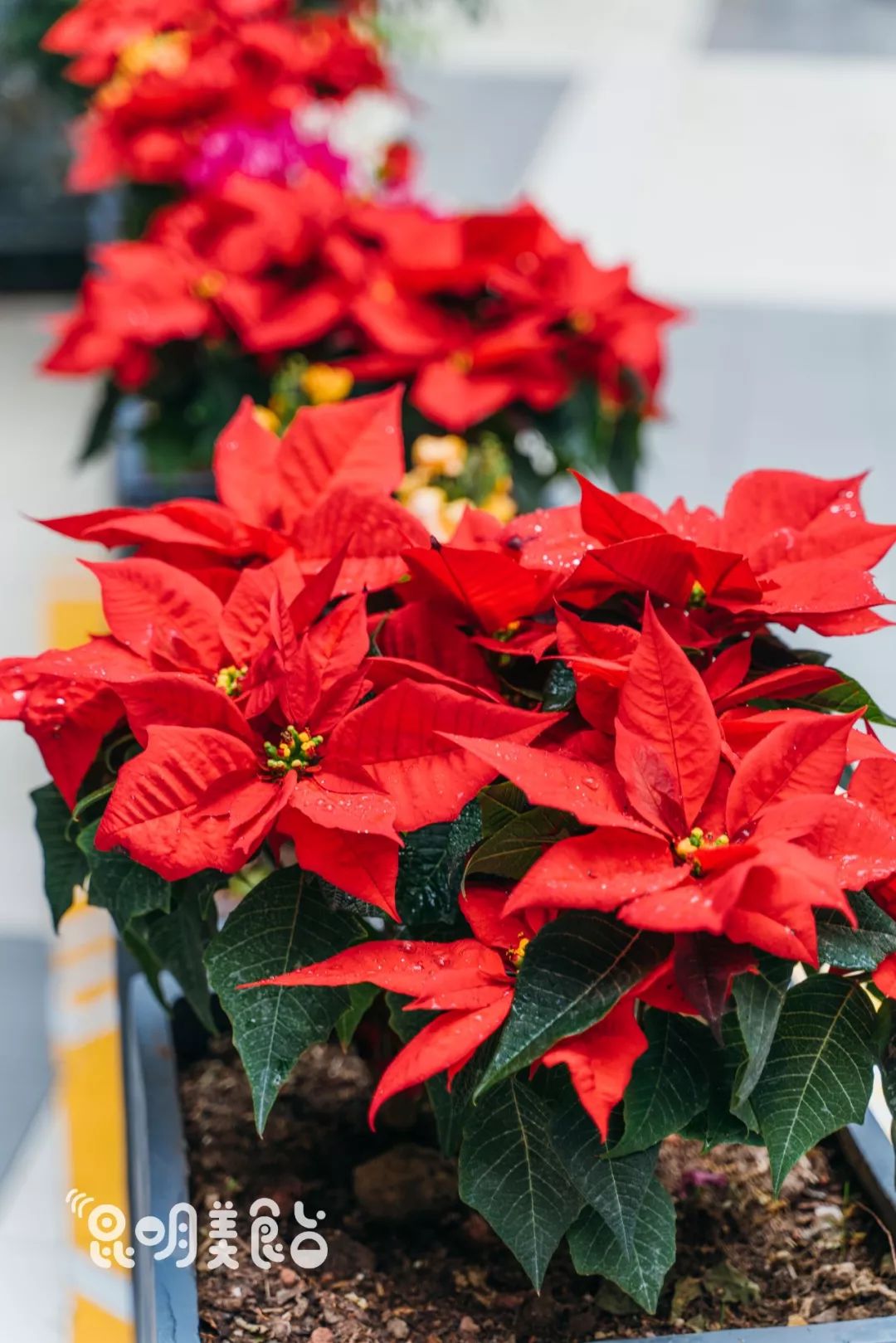 昆明本地人必吃老馆子,昆明7家老字号小吃店