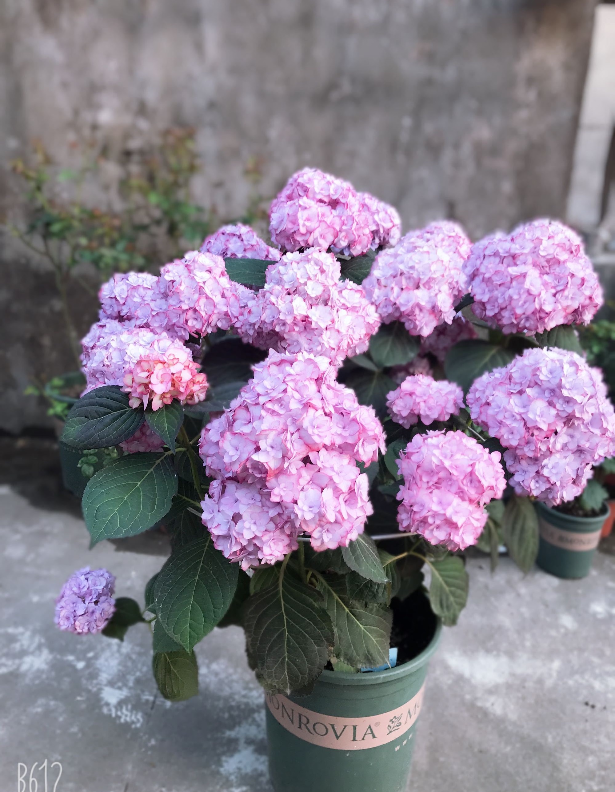 阳台美丽绣球花,阳台花卉球根花卉