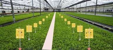 灭粉虱的最好方法,粉虱防治