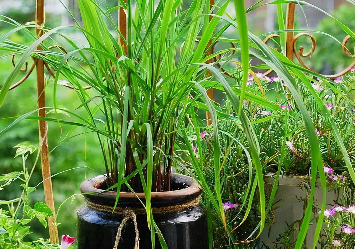 盆栽必备杀虫药,盆栽驱虫剂