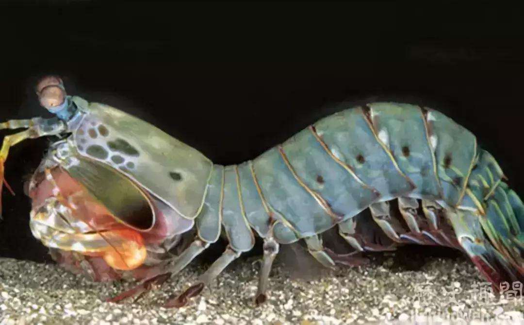 江户前菜品,江户前美食攻略