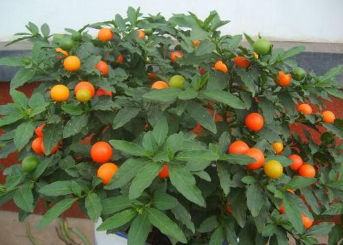 哪些阳台盆栽观花观叶也观果,观果盆栽有哪些品种