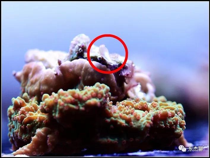 珊瑚鱼缸扁虫怎么处理,珊瑚扁虫怎么繁殖