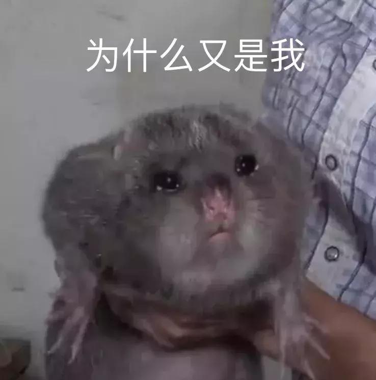 为什么大熊猫一定要吃竹子,为什么大熊猫现在在吃竹子