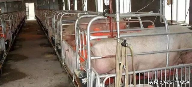 非看不可的超级经典,农村养猪人每天分享养猪经验