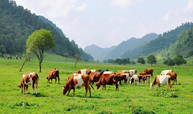 关中牧歌,陕西关中牧歌