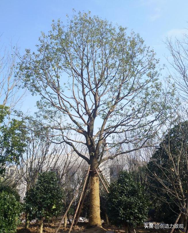 如何对植物进行管理,植物苗期管理视频