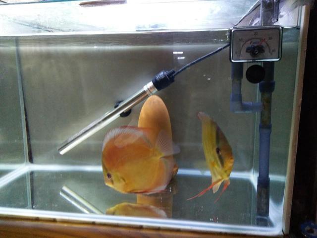 鱼缸的水面上有泡泡怎么解决,鱼缸的水面上好多小气泡