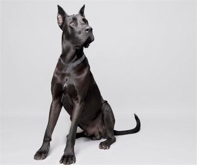 世界上最大的狗身高排名,世界上最大的狗但是一点也不凶猛