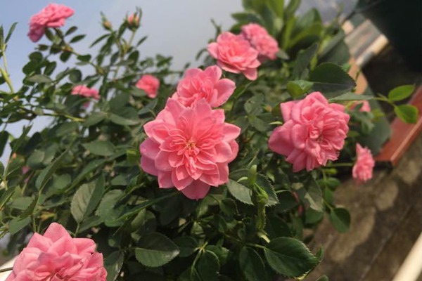 微月“恋人印记”花色非常的多变，一株花上同时出现多种花色