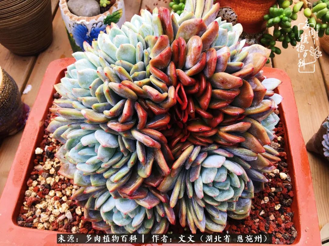 夏季多肉花园图片,初夏多肉花园