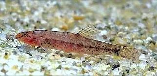 野生泥鳅品种图片大全大图,最大的泥鳅图片大全